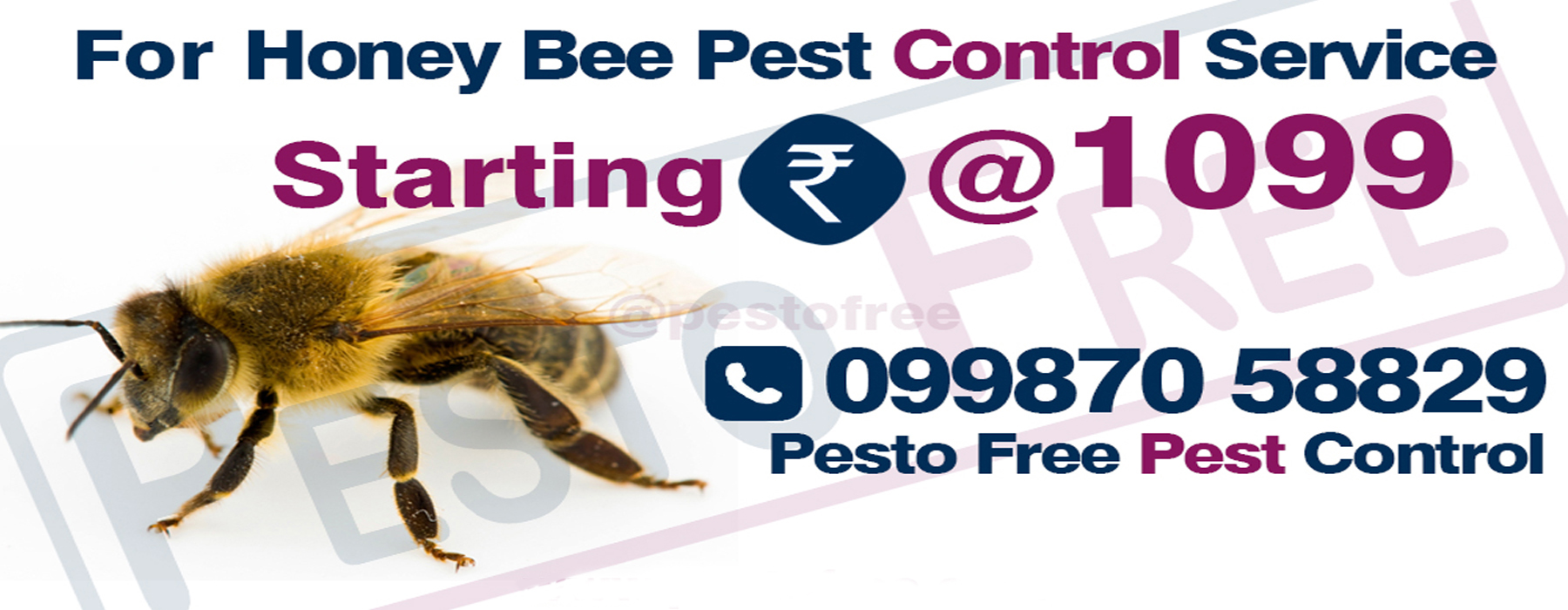 Bee Pest Control in Mumbai